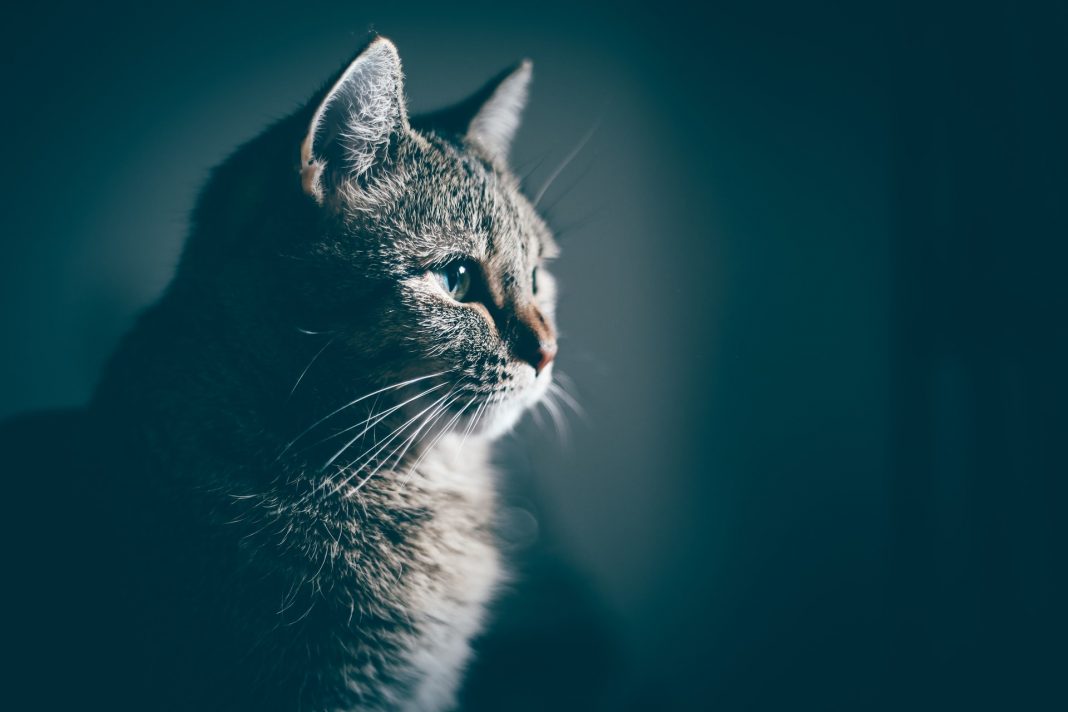 Se os gatos fossem pessoas, provavelmente seriam psicopatas, diz um estudo