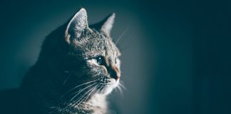 Se os gatos fossem pessoas, provavelmente seriam psicopatas, diz um estudo