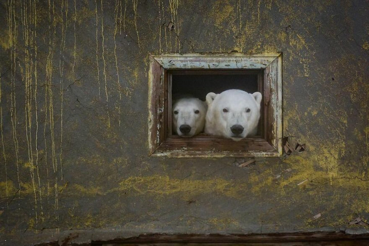 pensarcontemporaneo.com - Fotógrafo flagra ursos polares 'tomando conta' de estação metereológica abandonada em ilha russa
