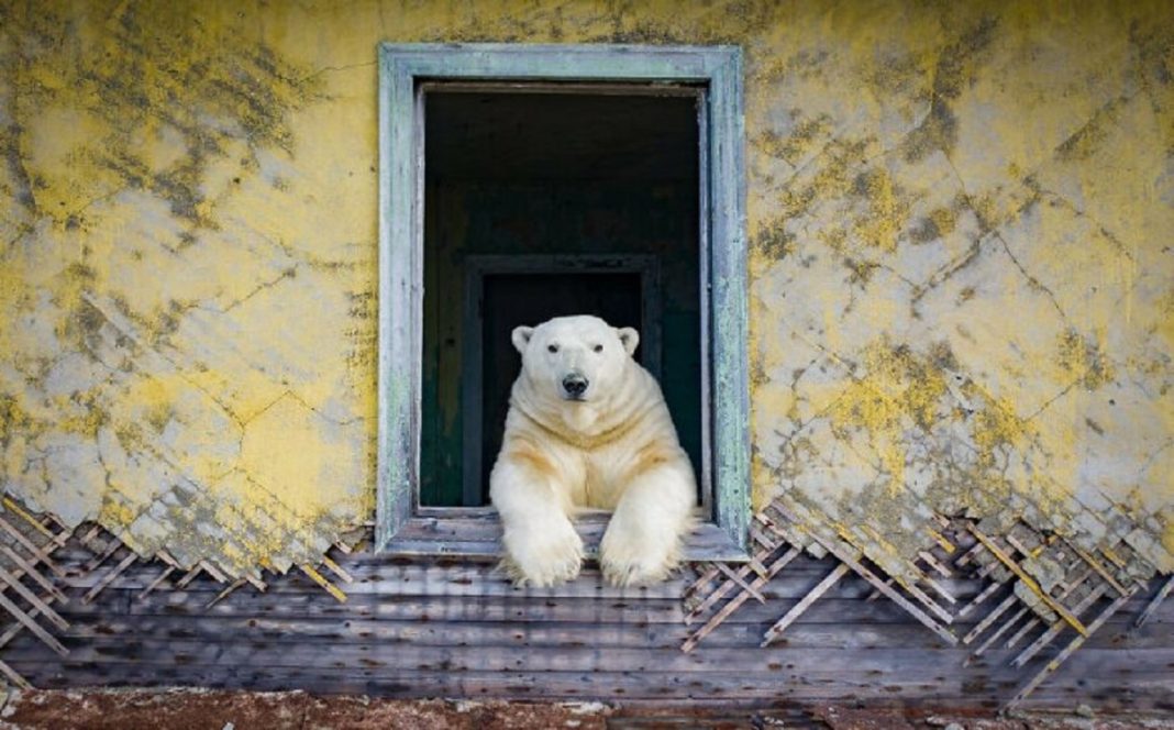 Fotógrafo flagra ursos polares ‘tomando conta’ de estação metereológica abandonada em ilha russa