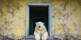Fotógrafo flagra ursos polares ‘tomando conta’ de estação metereológica abandonada em ilha russa