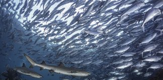 “Cação é tubarão” é o alerta aos consumidores brasileiros na nova campanha da Sea Shepherd
