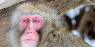 A desigualdade não se limita aos humanos. Os animais também são divididos por privilégios