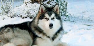 Cão salva um alpinista ferido mantendo-o aquecido por 13 horas