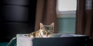 Desesperados, donos de cães e gatos de Hong Kong, fretam jatos particulares para tirá-los do país