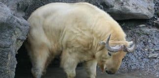 Conheça o estranho híbrido entre uma vaca e uma cabra que se esconde com medo dos humanos