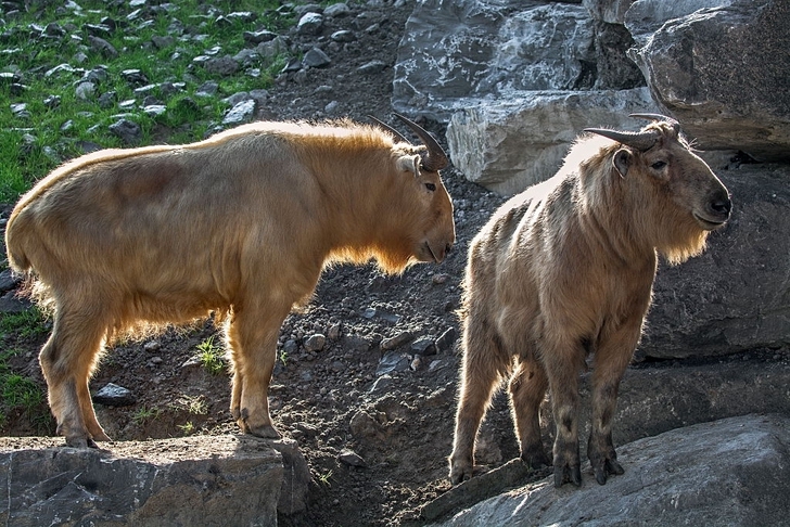 pensarcontemporaneo.com - Conheça o estranho híbrido entre uma vaca e uma cabra que se esconde com medo dos humanos