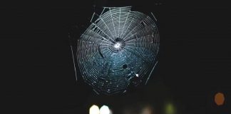 Cientistas traduziram uma teia de aranha em música, e é totalmente cativante