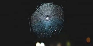 Cientistas traduziram uma teia de aranha em música, e é totalmente cativante