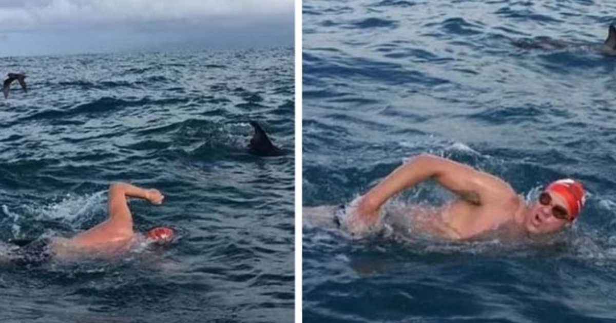 pensarcontemporaneo.com - Golfinhos protegem nadador de enorme tubarão-branco que os perseguia em alto-mar [VIDEO]
