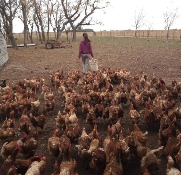 pensarcontemporaneo.com - Aos 14 anos ela começou a criar galinhas e agora, passado um ano, já tem 800 aves e um "Império dos Ovos"