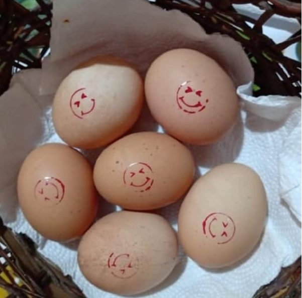 pensarcontemporaneo.com - Aos 14 anos ela começou a criar galinhas e agora, passado um ano, já tem 800 aves e um "Império dos Ovos"