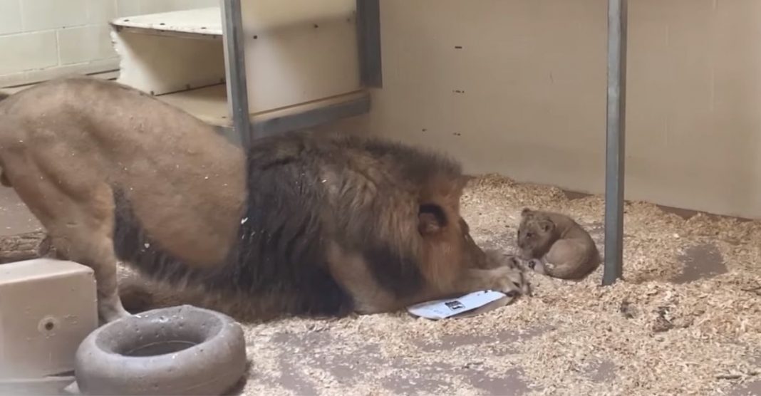 [VIDEO] Câmera de zoo flagra leão brincando com filhote: “São ferozes, mas também são ótimos pais”