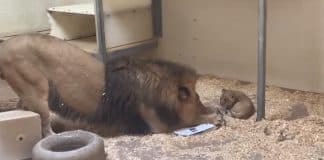 [VIDEO] Câmera de zoo flagra leão brincando com filhote: “São ferozes, mas também são ótimos pais”