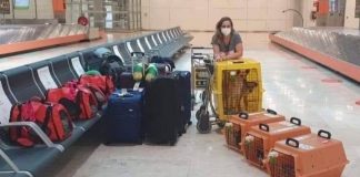 “Jamais abandonaria eles”, diz mulher que mudou de país e levou seus 7 cães e 2 gatos com ela