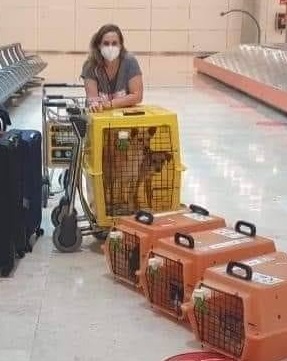pensarcontemporaneo.com - "Jamais abandonaria eles", diz mulher que mudou de país e levou seus 7 cães e 2 gatos com ela