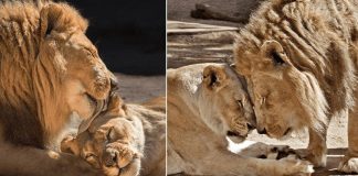 Casal de leões idosos é sacrificado junto para que não precisassem viver um sem o outro
