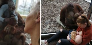 Mãe recebe “apoio” de orangotango para amamentar em zoológico; confira as fotos