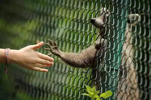 pensarcontemporaneo.com - Mãe recebe "apoio" de orangotango para amamentar em zoológico; confira as fotos