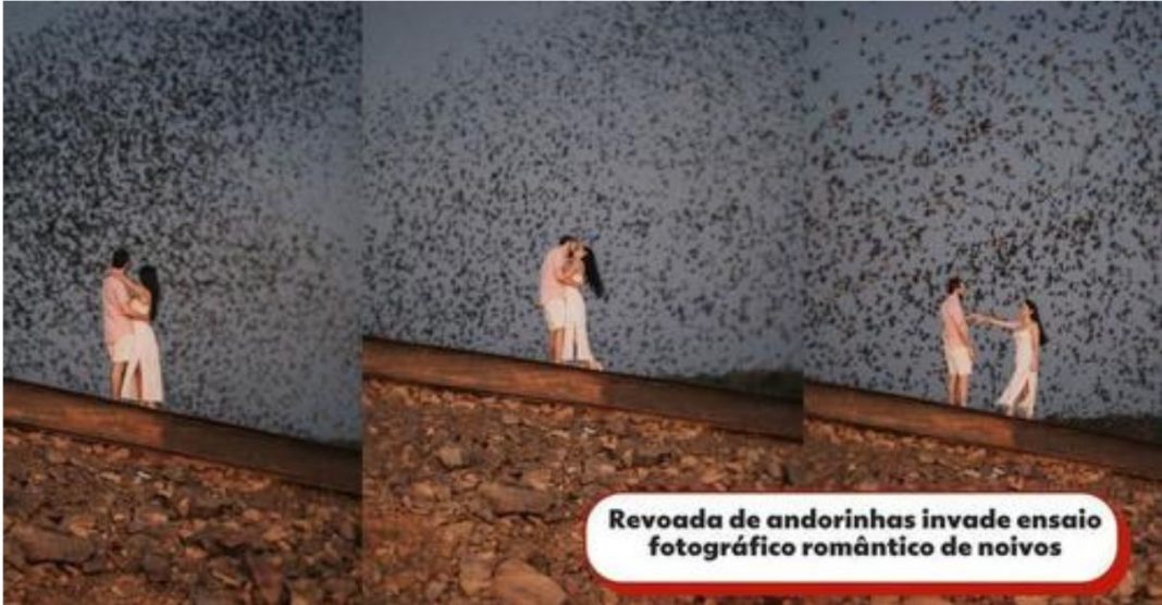 Revoada de andorinhas ‘invade’ ensaio romântico de noivos e fotos surpreendem; confira