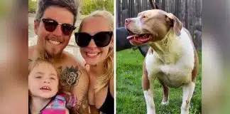 Pit bulls de família matam 2 bebês e deixam mãe em estado grave: ‘Eram aparentemente dóceis’, diz familiar