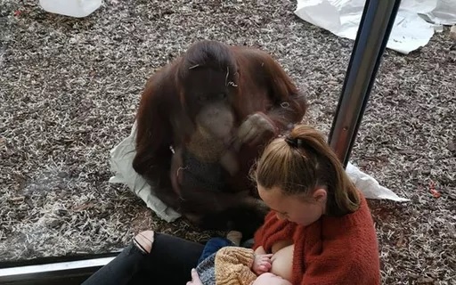 pensarcontemporaneo.com - Mãe recebe "apoio" de orangotango para amamentar em zoológico; confira as fotos