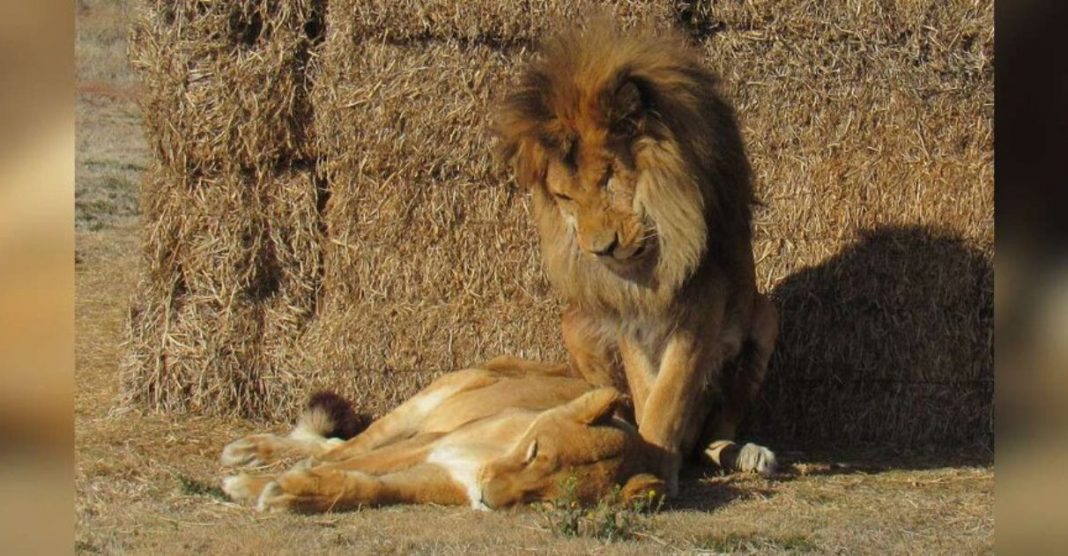 Leão fica ao lado de sua companheira com doença terminal até os seus últimos dias