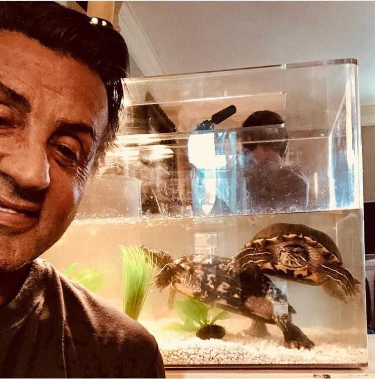 pensarcontemporaneo.com - As tartarugas de estimação de ‘Rocky’ (1976) ainda estão vivas e moram com Sylvester Stallone