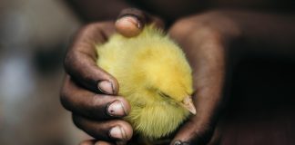 Bilhões de pintinhos são mortos por serem machos e galinhas geneticamente modificadas podem mudar tudo isso