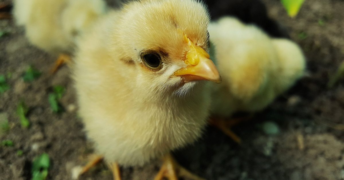 pensarcontemporaneo.com - Bilhões de pintinhos são mortos por serem machos e galinhas geneticamente modificadas podem mudar tudo isso