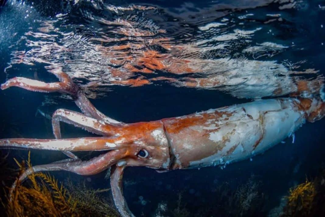 Casal captura imagens raras de uma lula gigante nadando na costa do Japão