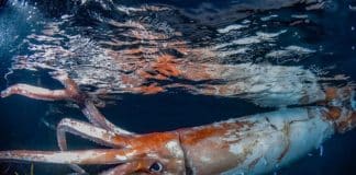 Casal captura imagens raras de uma lula gigante nadando na costa do Japão