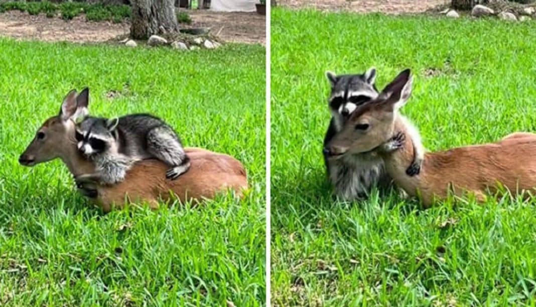Guaxinim e cervo, ambos órfãos, tornam-se melhores amigos