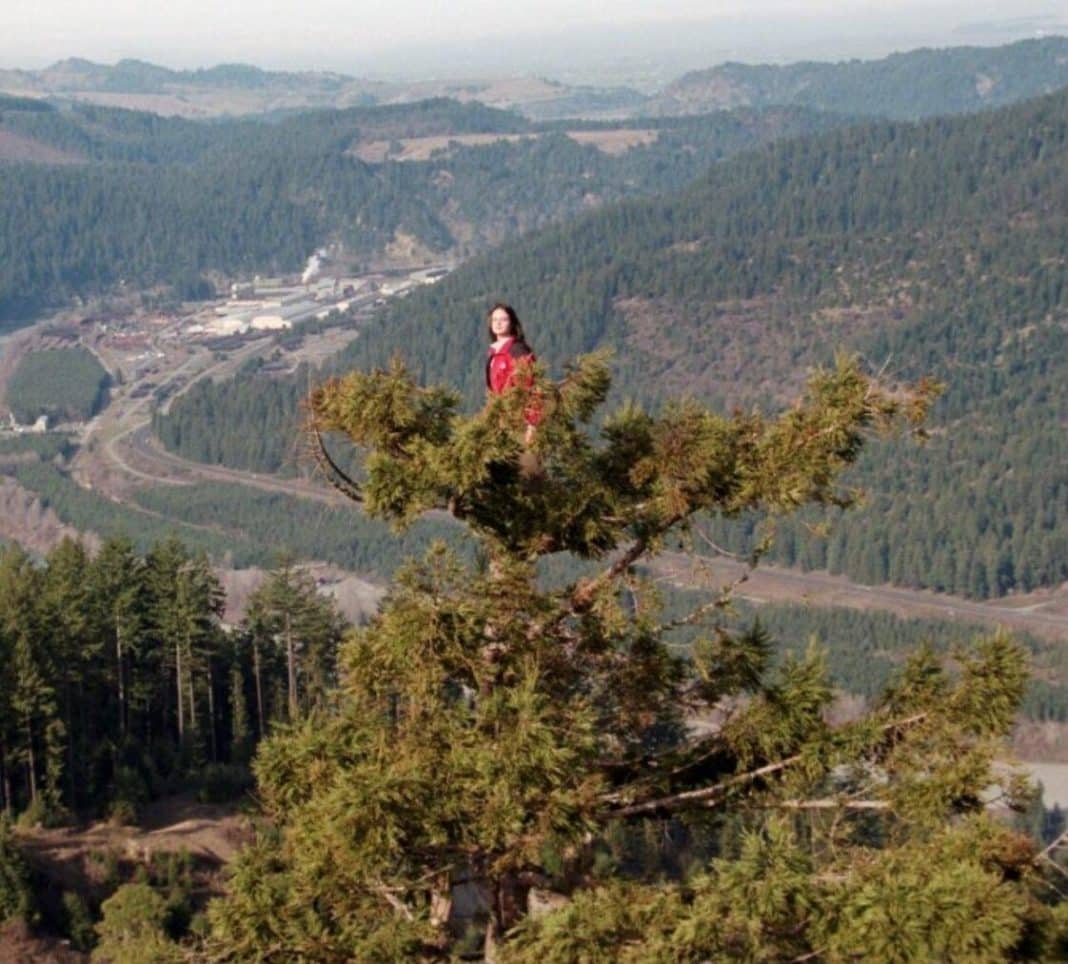 A incrível história da garota que viveu 738 dias em cima de uma árvore