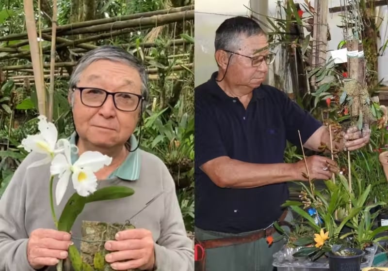 Japonês recupera orquídea raríssima de quase 100 anos e faz ela voltar a florir [VIDEO]