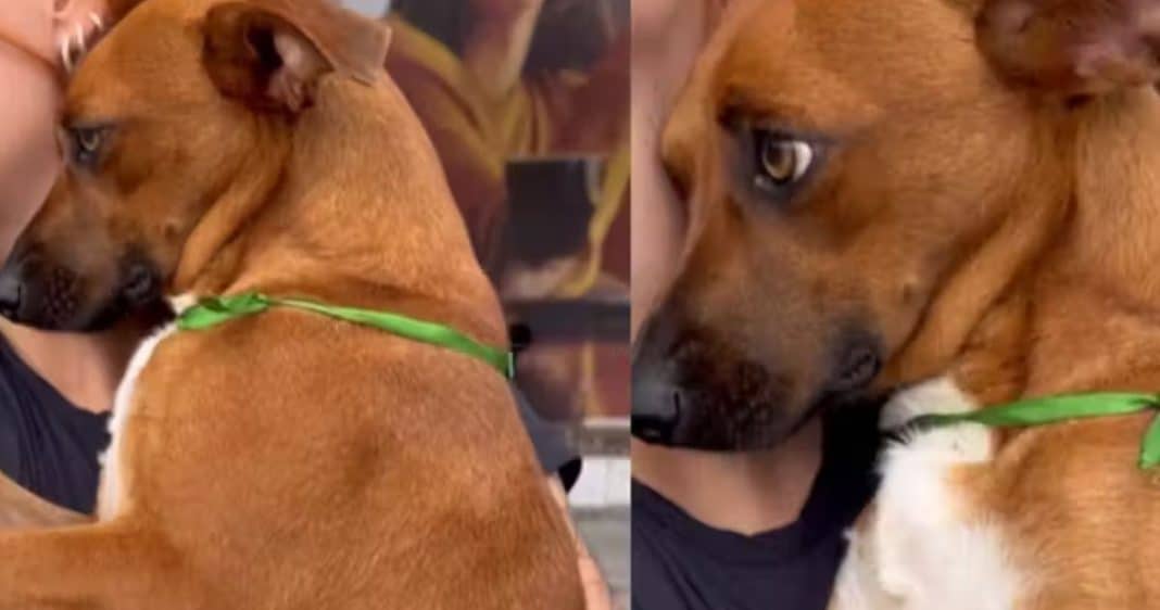 Cadela que foi ignorada em feira de adoção e emocionou país é adotada no Paraná