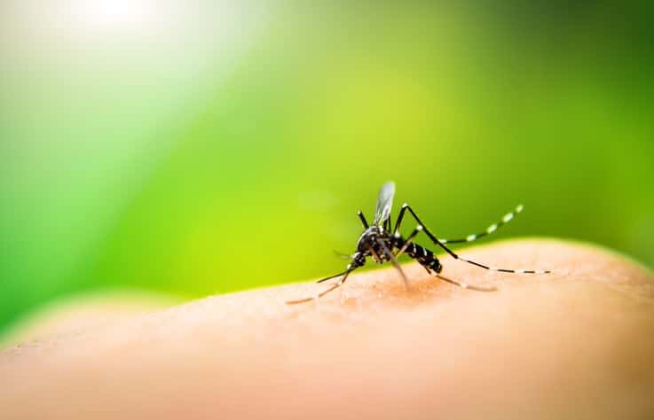pensarcontemporaneo.com - Epidemia de Dengue: Saiba como se prevenir e quais os sintomas mais comuns