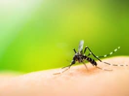 Epidemia de Dengue: Saiba como se prevenir e quais os sintomas mais comuns