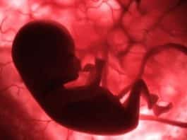 Nova tecnologia permitirá criar bebês com genes de 2 homens diferentes