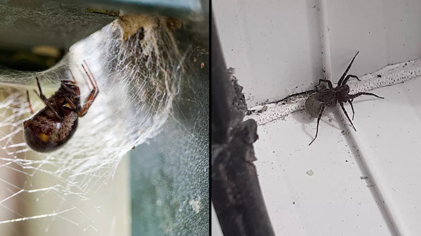 pensarcontemporaneo.com - Essa é a realidade perturbadora que acontece quando você esmaga uma aranha grávida