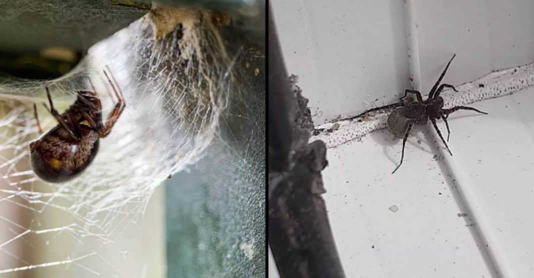 Essa é a realidade perturbadora que acontece quando você esmaga uma aranha grávida
