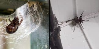 Essa é a realidade perturbadora que acontece quando você esmaga uma aranha grávida