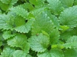 Conheça a erva que comprovadamente reduz a ansiedade e ajuda a dormir melhor - e não é o que você está pensando!