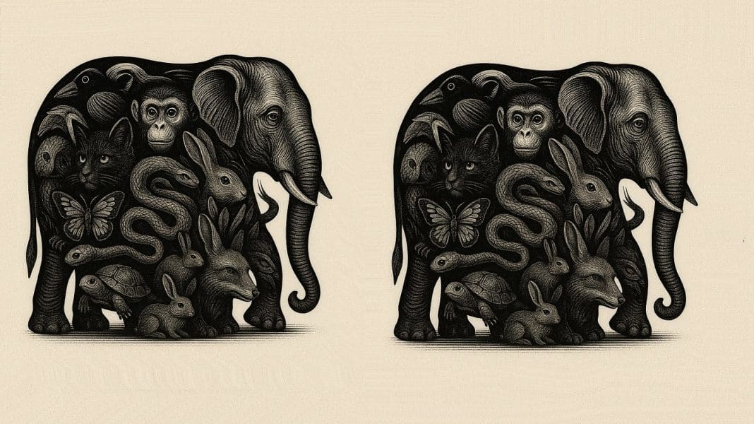 No máximo 3% das pessoas escolhem o 5º animal deste teste visual tridimensional