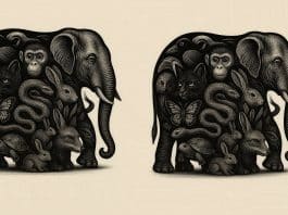 No máximo 3% das pessoas escolhem o 5º animal deste teste visual tridimensional