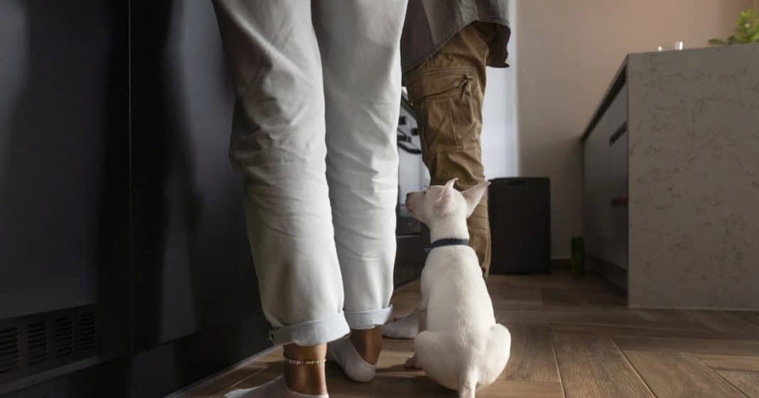 O motivo inesperado que faz seu cão não te deixar sozinho nem no banheiro — psicólogos e vets explicam