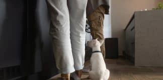 O motivo inesperado que faz seu cão não te deixar sozinho nem no banheiro — psicólogos e vets explicam