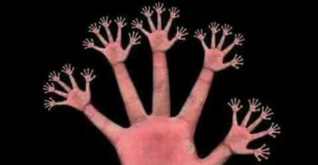 Teste de personalidade - Como você fecha sua mão Só 2% acertam: quantos dedos existem realmente nesta imagem? A resposta não é óbvia