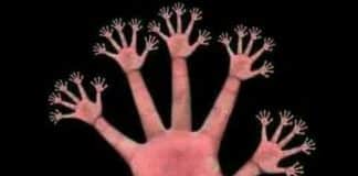 Só 2% acertam: quantos dedos existem realmente nesta imagem? A resposta não é óbvia