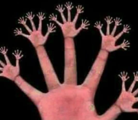 Só 2% acertam: quantos dedos existem realmente nesta imagem? A resposta não é óbvia